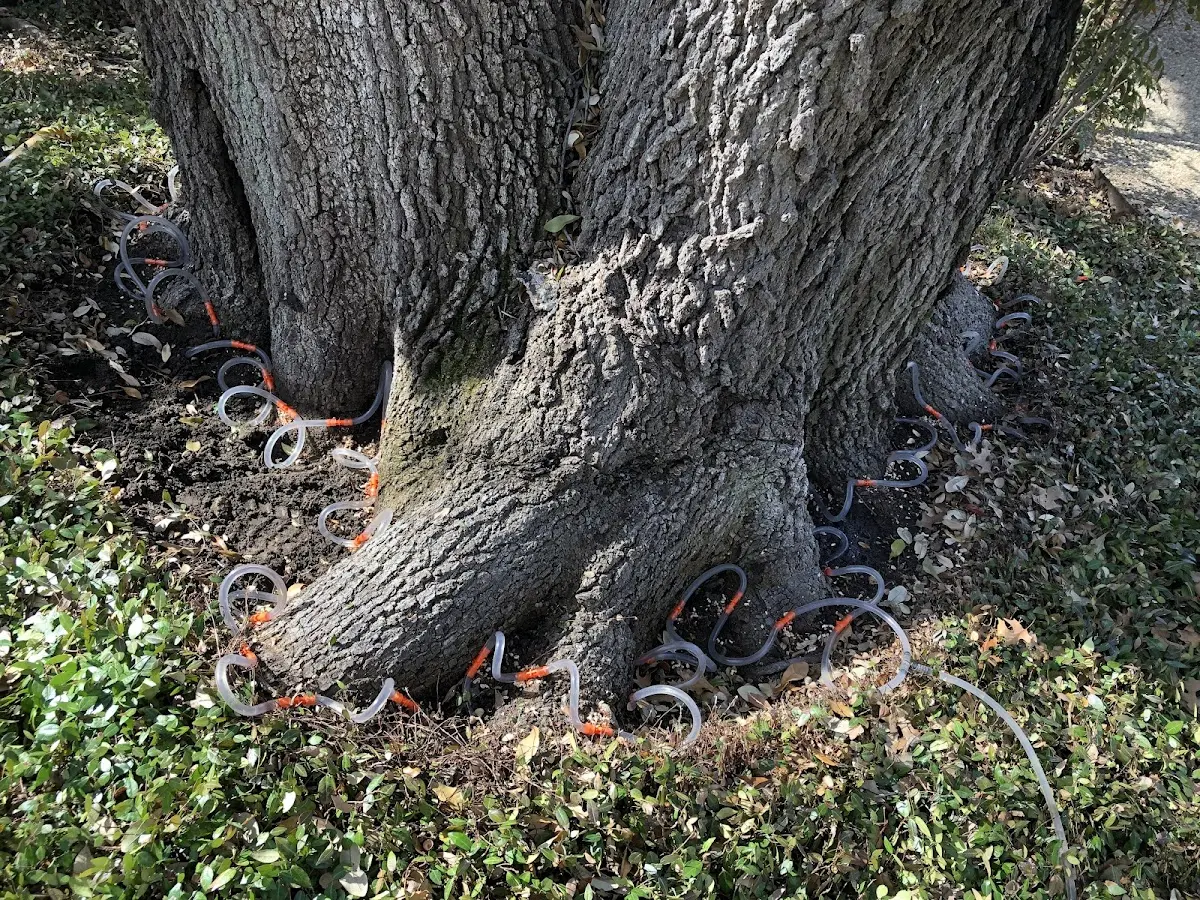 Detailed Tree Cabling and Bracing job site in Utica
